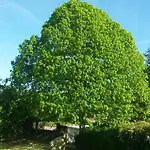 Fleur De Tilleul Vailhourles