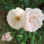Fleur De Tilleul 度假居