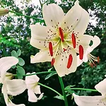 Fleur De Tilleul 펜션 Vailhourles