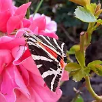 Fleur De Tilleul 펜션