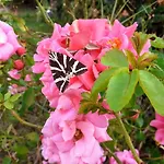 度假居 Fleur De Tilleul Vailhourles