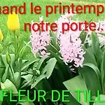 Fleur De Tilleul *