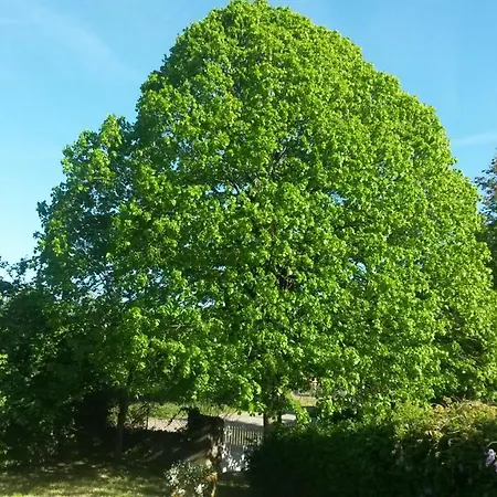Fleur De Tilleul Vailhourles