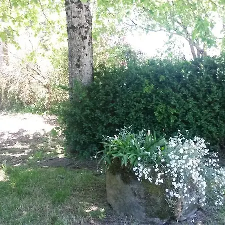 Fleur De Tilleul