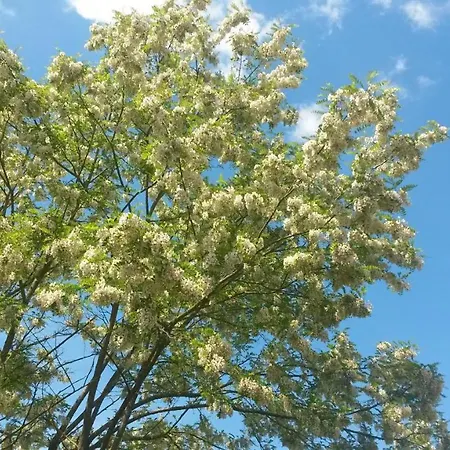 度假居 Fleur De Tilleul Vailhourles