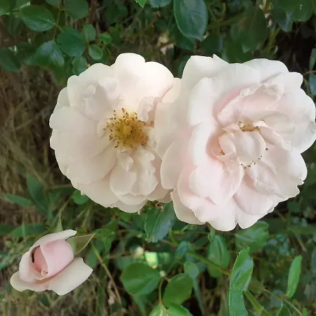 Fleur De Tilleul Dom wakacyjny