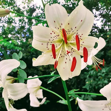 Fleur De Tilleul Σπίτι διακοπών Vailhourles