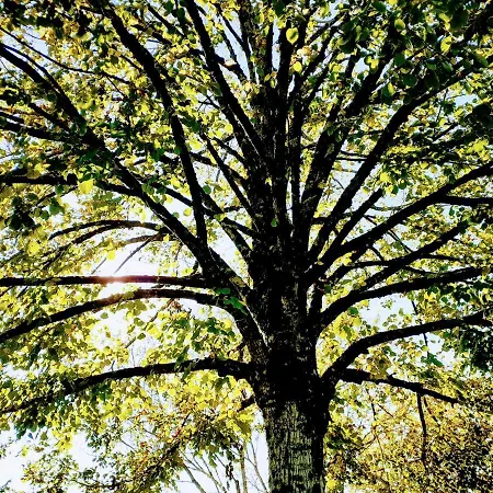 Fleur De Tilleul Σπίτι διακοπών Vailhourles