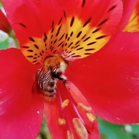 Fleur De Tilleul