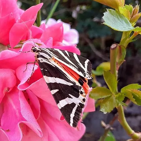 Fleur De Tilleul Σπίτι διακοπών