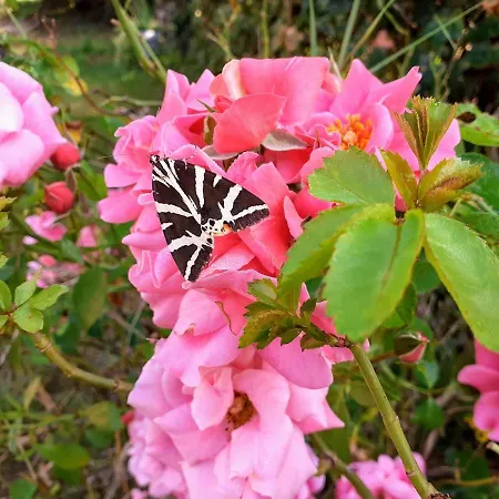 Σπίτι διακοπών Fleur De Tilleul Vailhourles