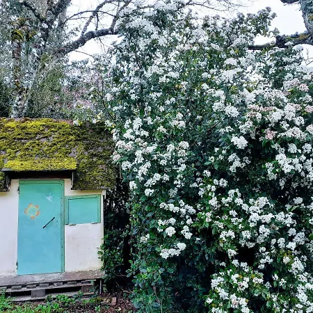 Fleur De Tilleul Vailhourles