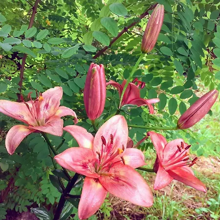 Σπίτι διακοπών Fleur De Tilleul *