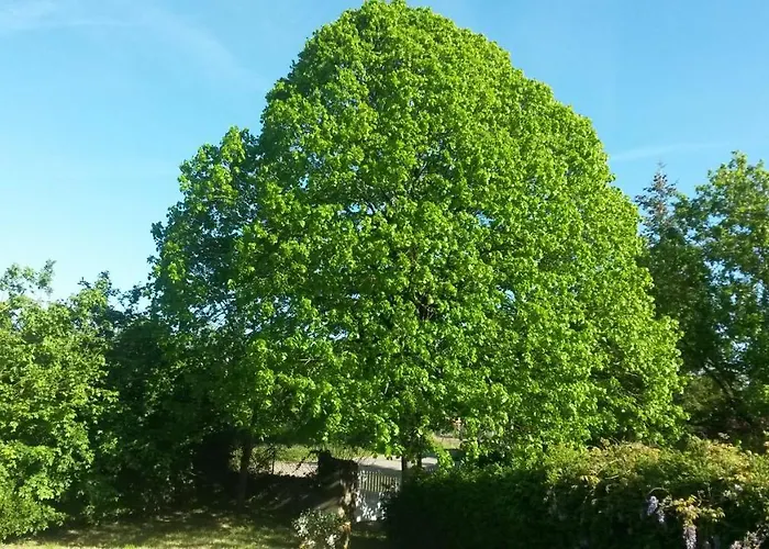 Fleur De Tilleul Vailhourles