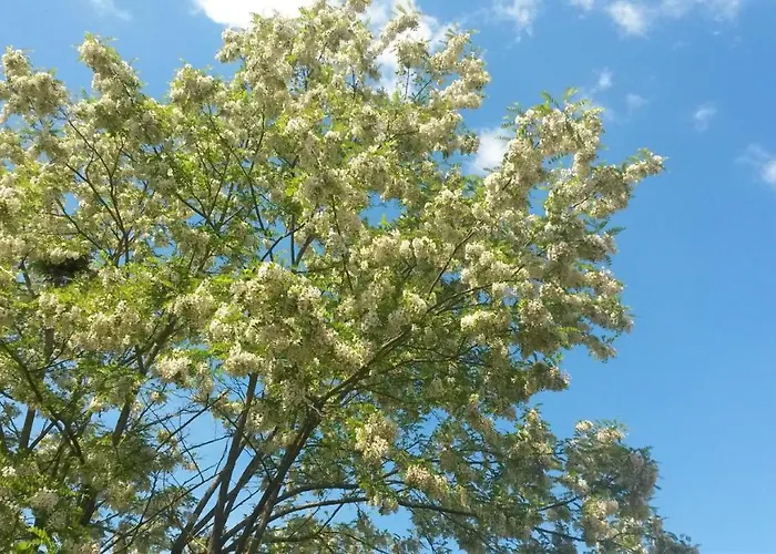 Nyaraló Fleur De Tilleul Vailhourles