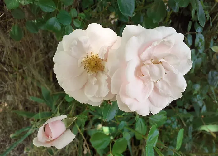 Fleur De Tilleul Nyaraló