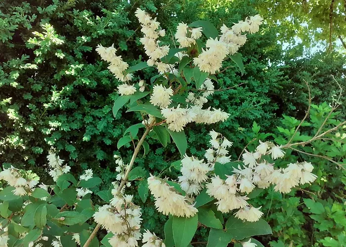 Fleur De Tilleul Nyaraló