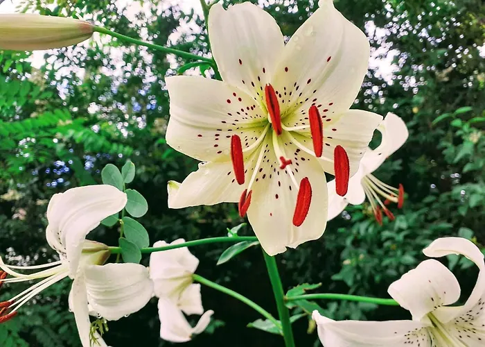 Fleur De Tilleul Feriehus Vailhourles