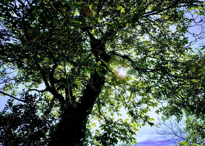 Fleur De Tilleul Nyaraló *