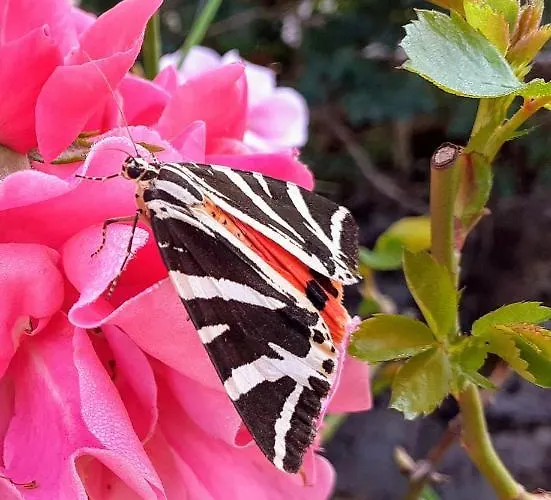 Fleur De Tilleul Nyaraló