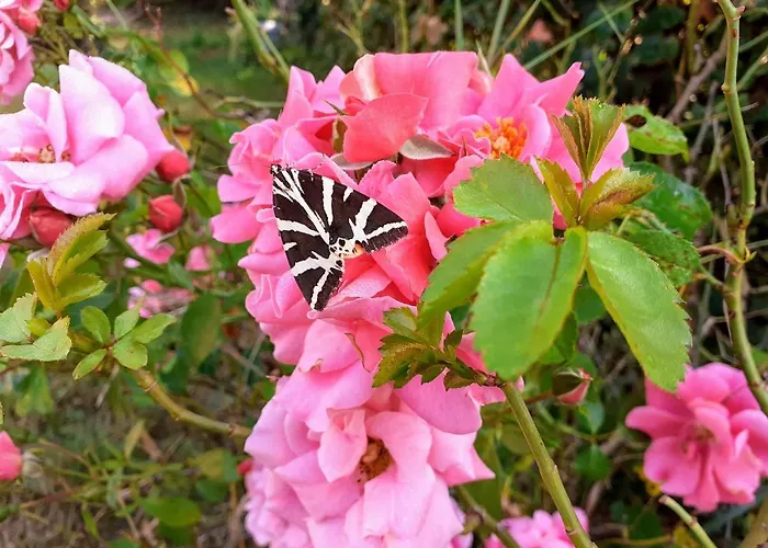 Nyaraló Fleur De Tilleul Vailhourles