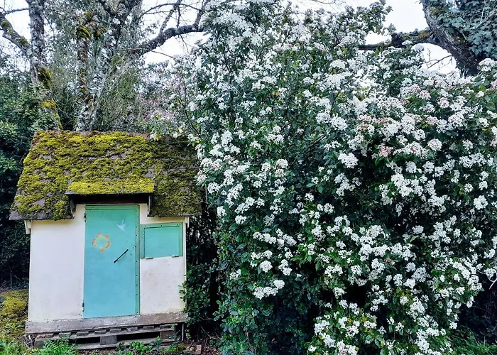 Fleur De Tilleul Vailhourles