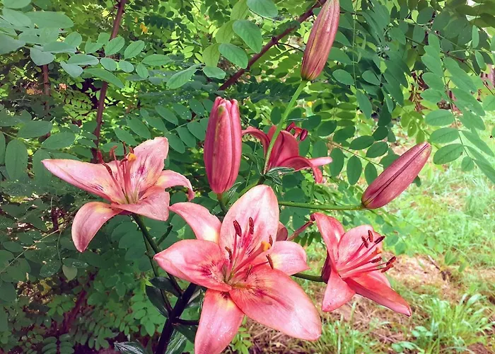 Nyaraló Fleur De Tilleul *