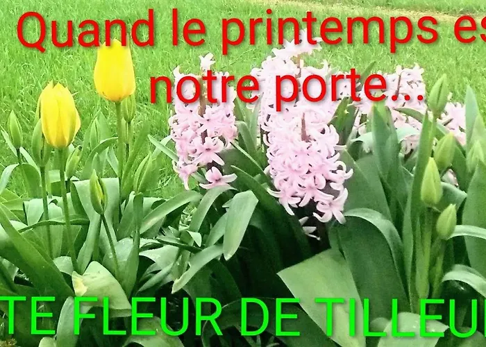 Fleur De Tilleul *